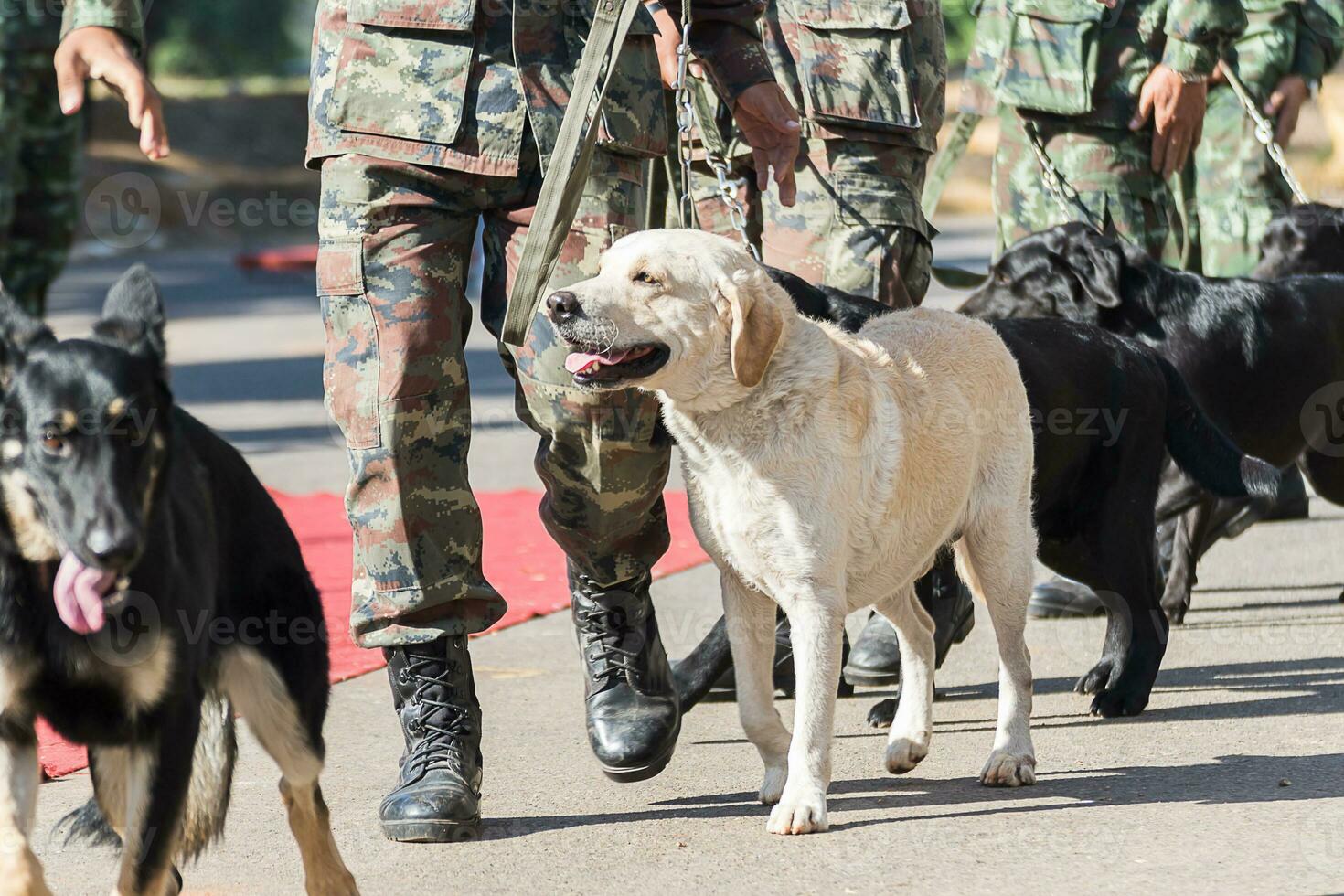 treinando cães de guerra foto