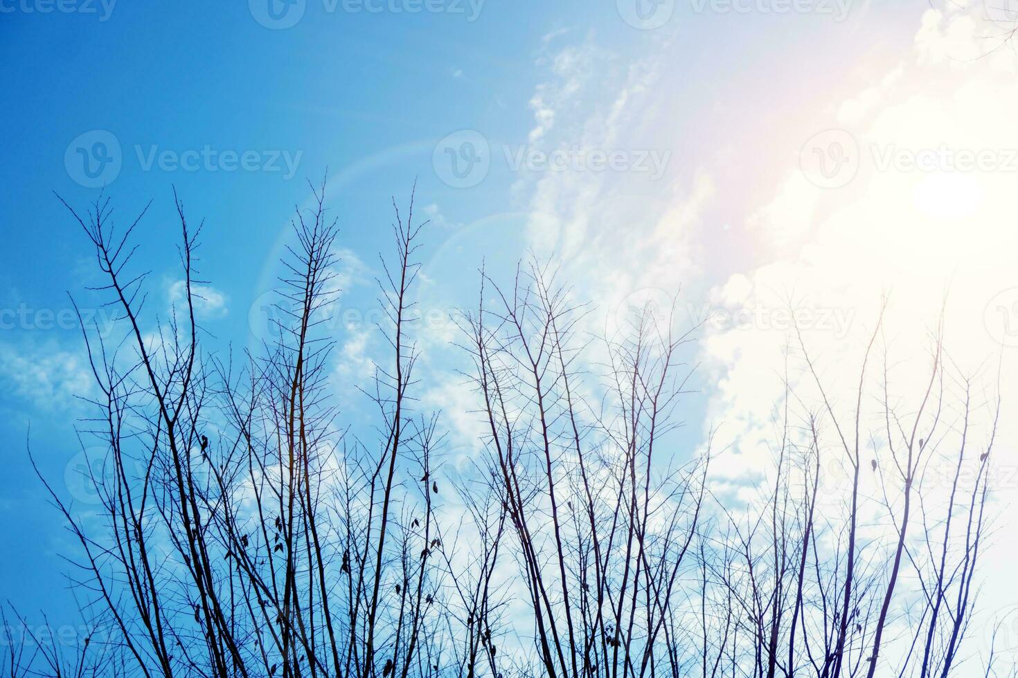 silhueta do árvore ramos em brilhante azul céu e Sol luz com lente flare fundo. foto