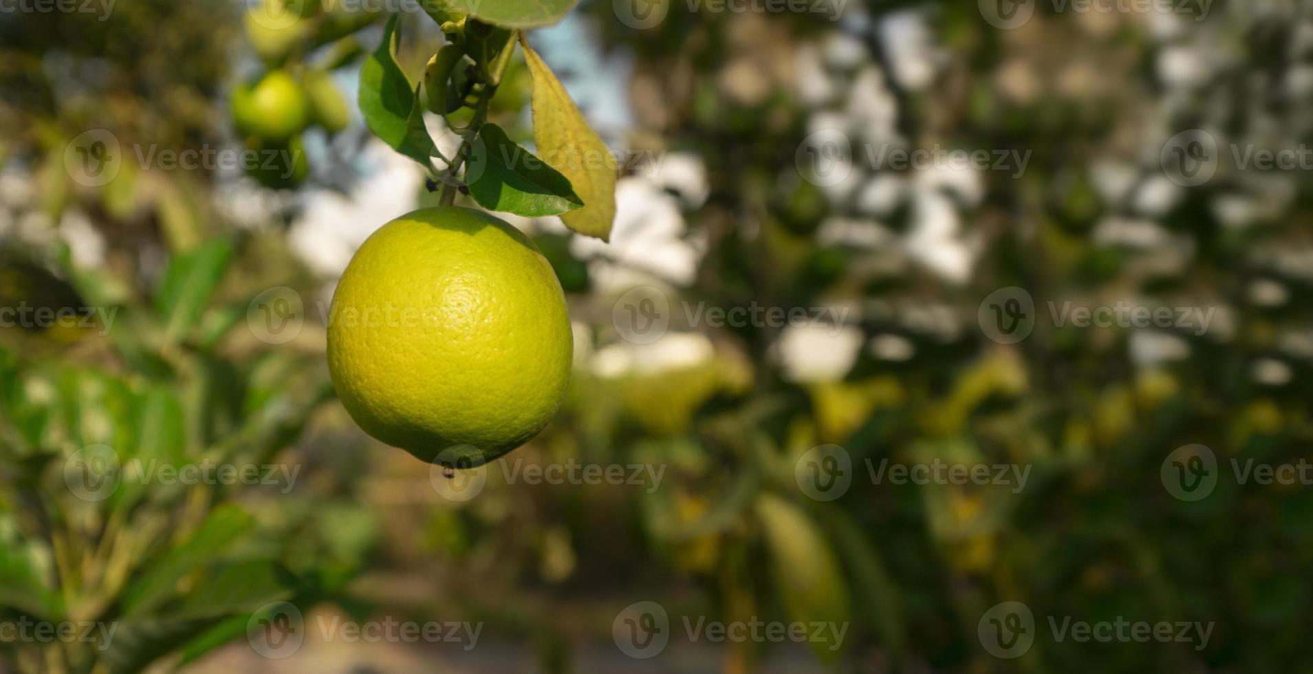 ainda verde Toranja frutas suspensão a partir de a árvore dentro fechar-se contra fundo do desfocado folhas em uma ensolarado dia foto