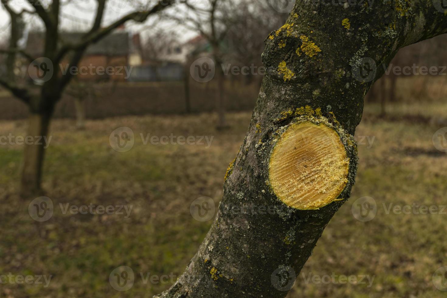 serrar uma ampla árvore ramo. sanitário poda do doente estragado galhos. a conceito do carinhoso para fruta árvores dentro Primavera e outono. foto