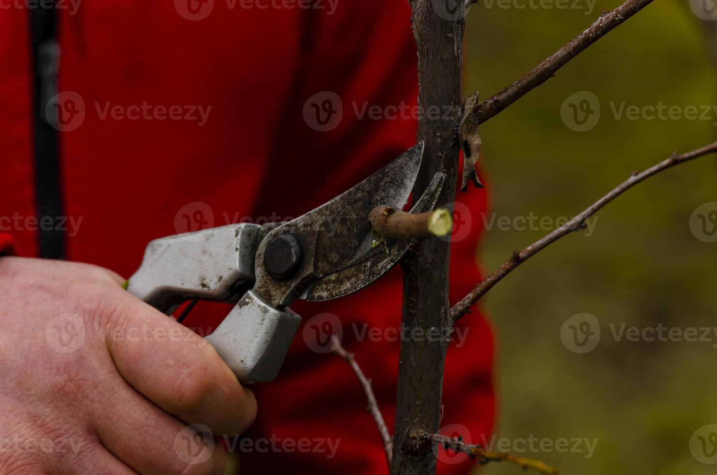 uma jardineiro ameixas secas fruta árvores com uma podador. fechar-se. foto