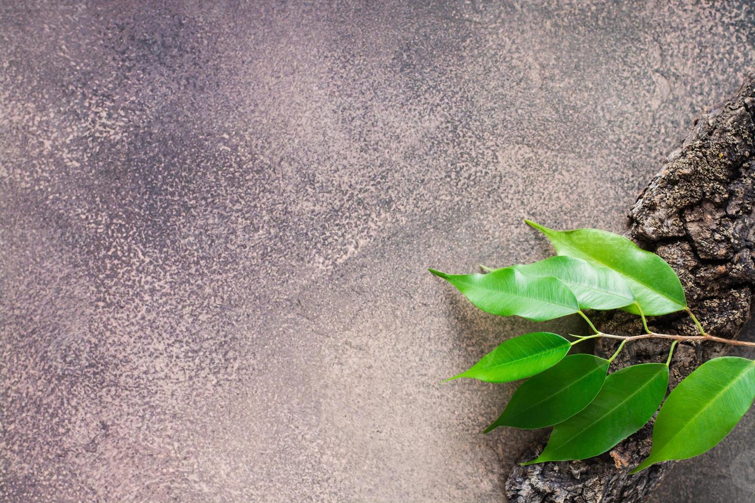 ramo com folhas em a latido do uma árvore em uma Castanho fundo. natural plano deitar. foto