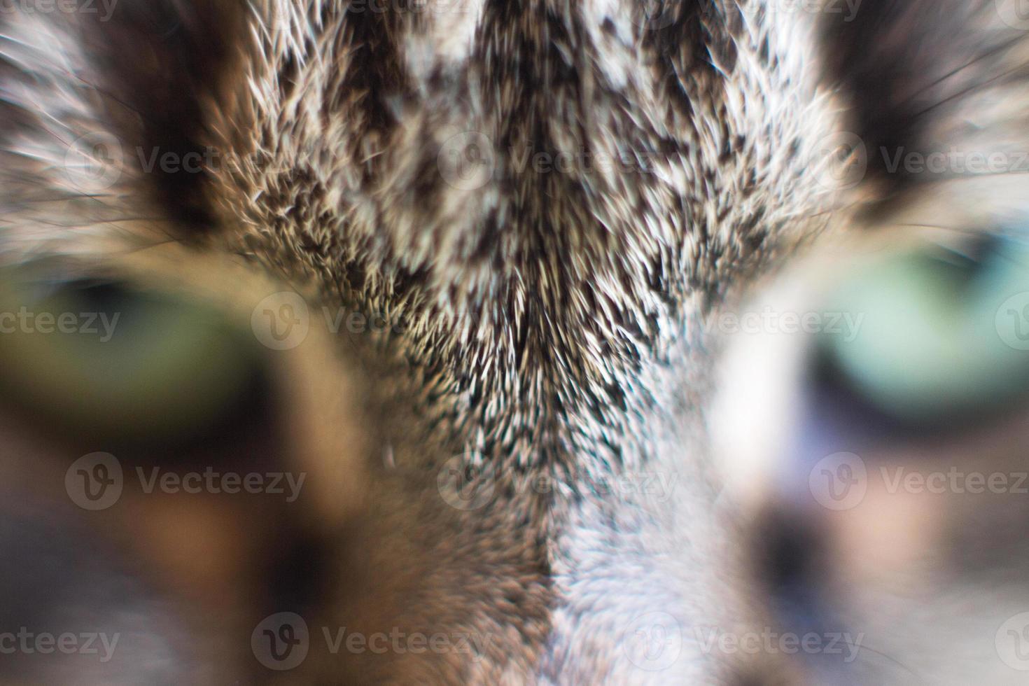 gatos olho fechar acima. cinzento gatos cabeça foto