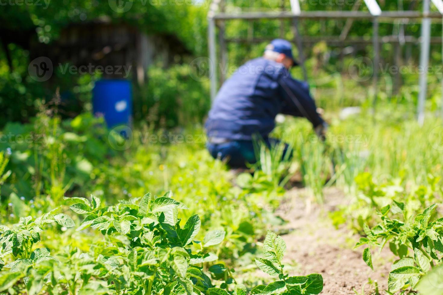 uma homem é capina camas. homem dentro a jardim foto