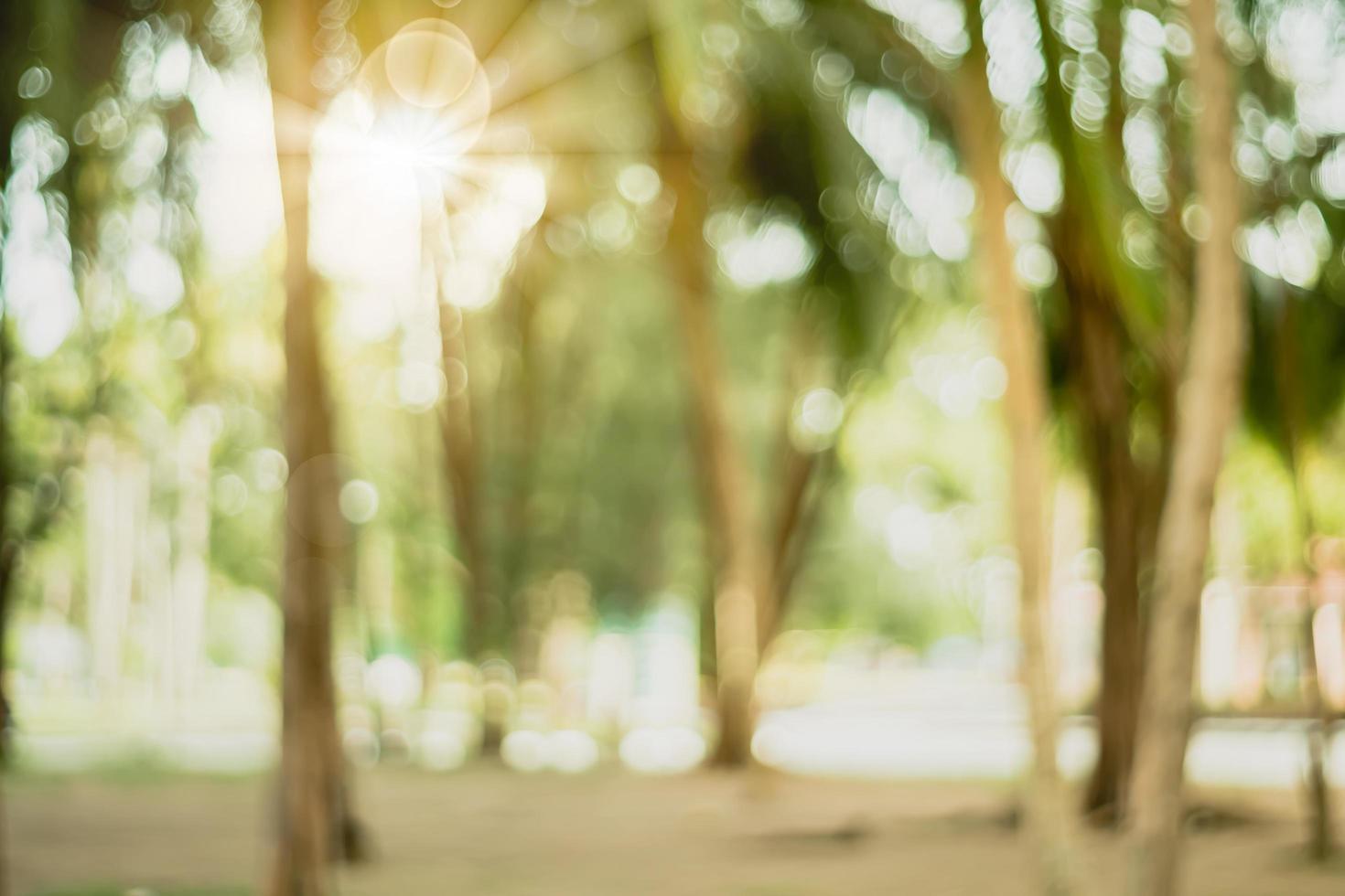 Bokeh borrado da natureza de um parque verde foto