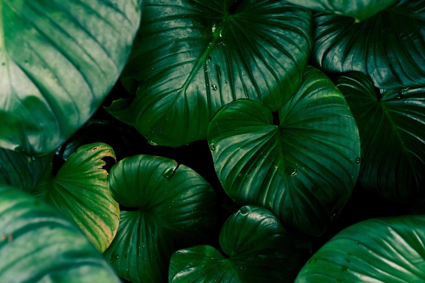 foco seletivo de fundo de folha tropical foto