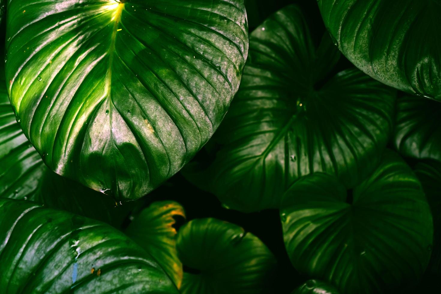 foco seletivo de fundo de folha tropical foto