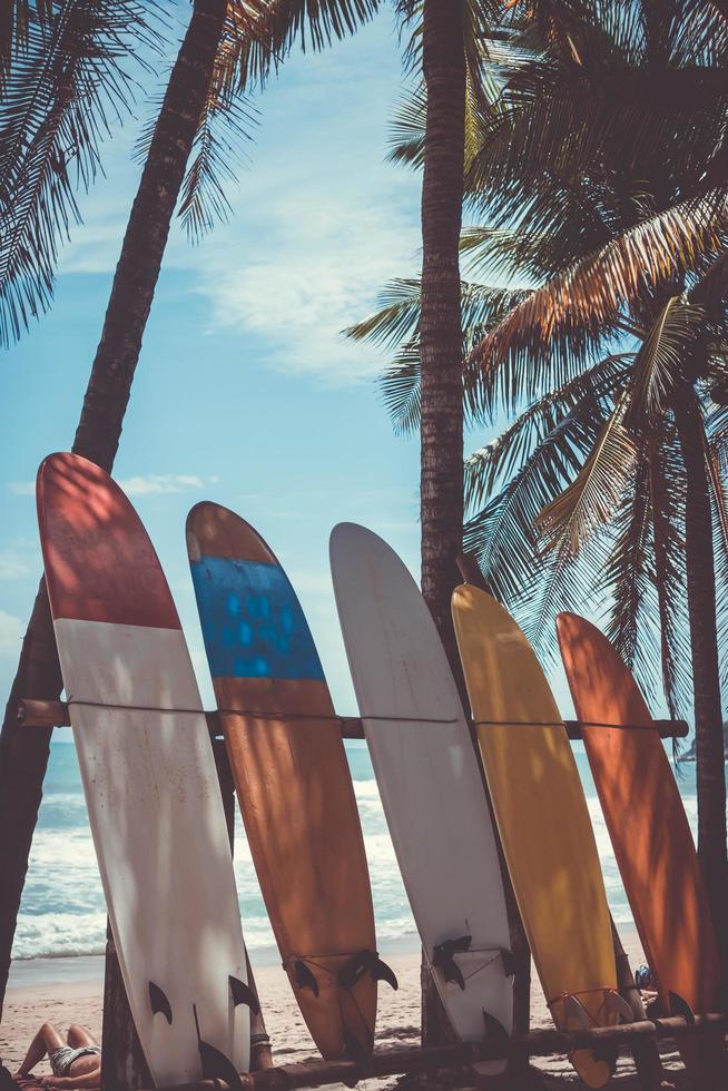 muitas pranchas de surfe ao lado de coqueiros na praia de verão com sol e céu azul foto
