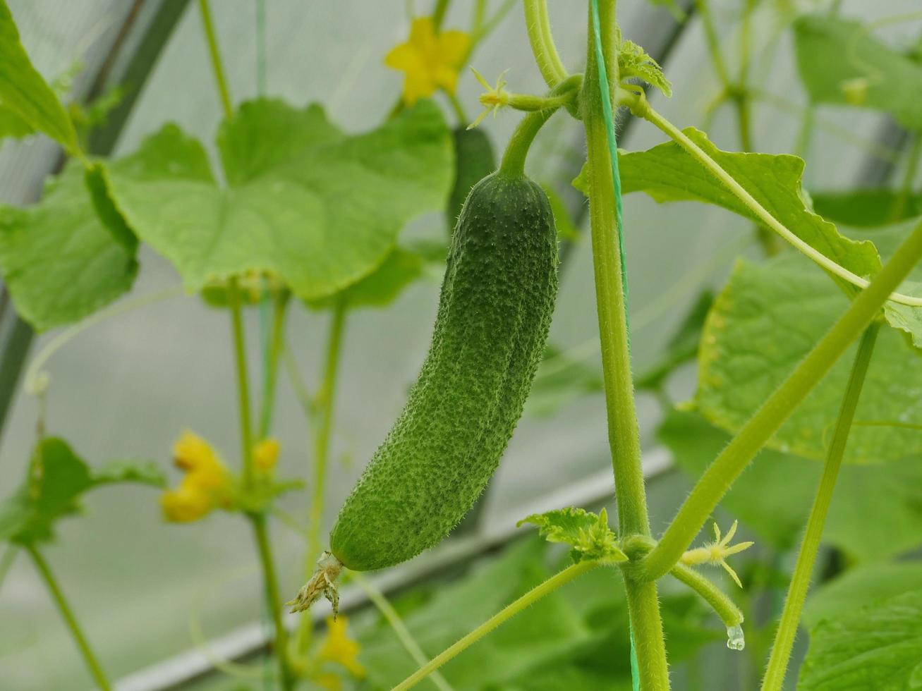 espinhoso verde pepino suspensão em uma ramo dentro uma estufa foto