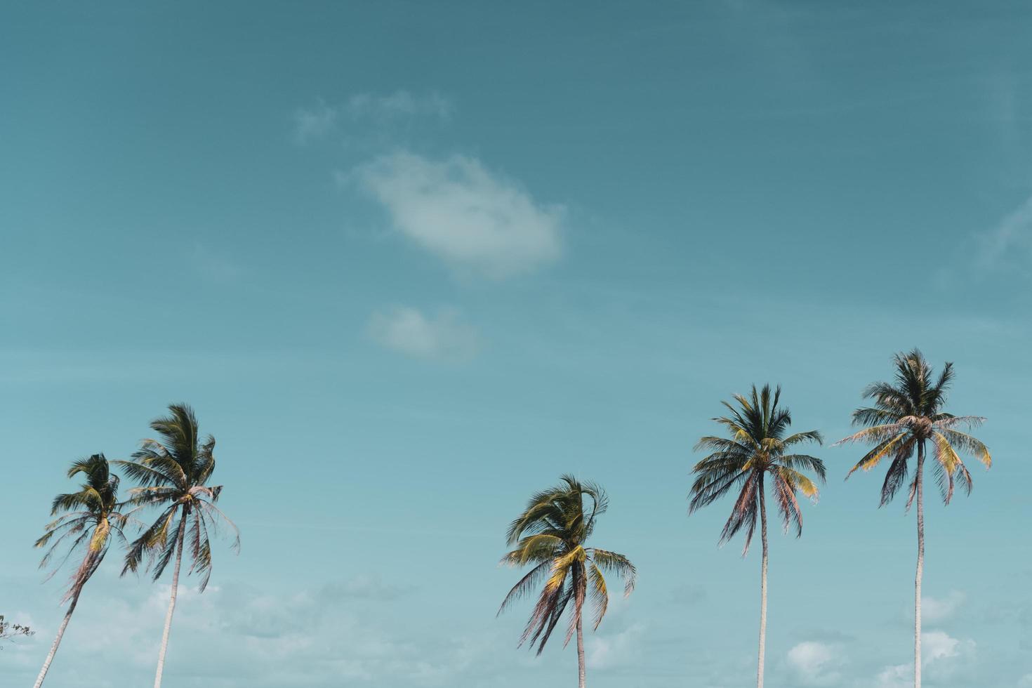 coqueiros tropicais mínimos no verão com o fundo do céu foto