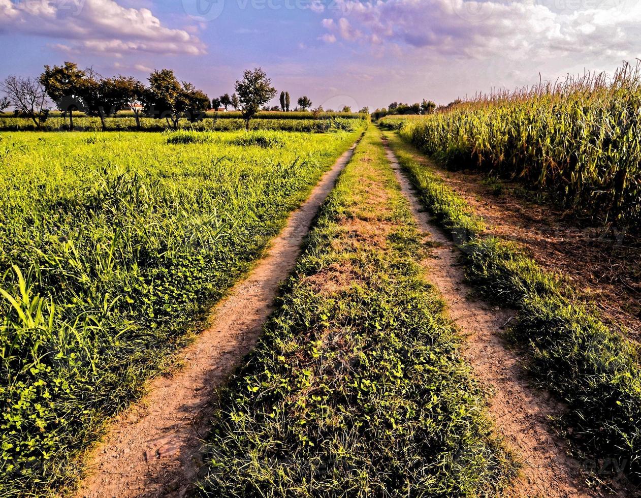 caminho perto a campo foto