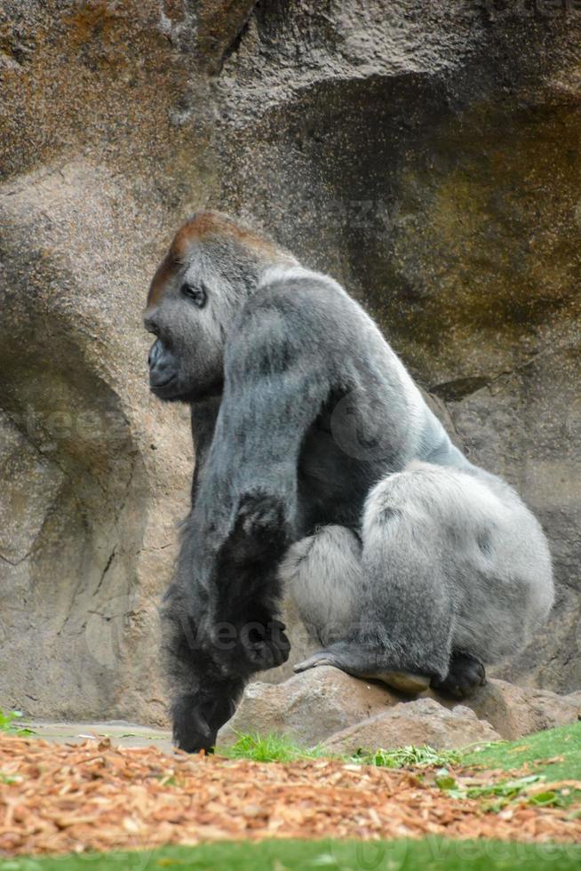 gorila às a jardim zoológico foto