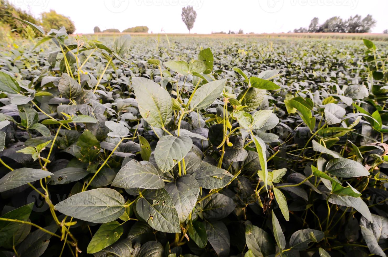 campo do cultivo foto