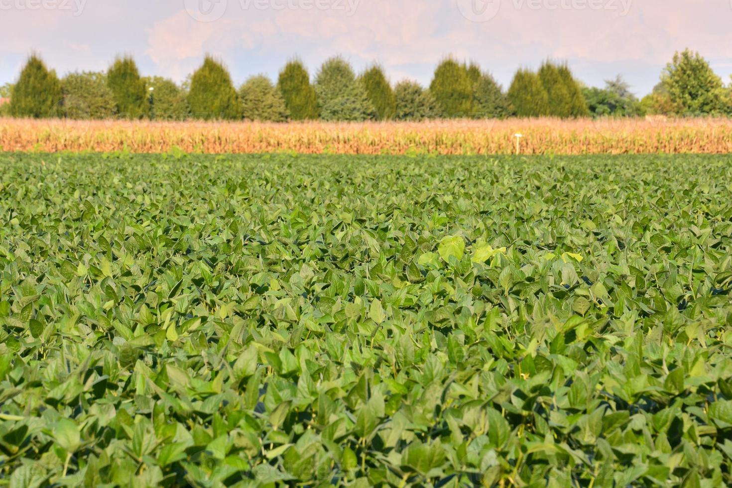 campo do cultivo foto