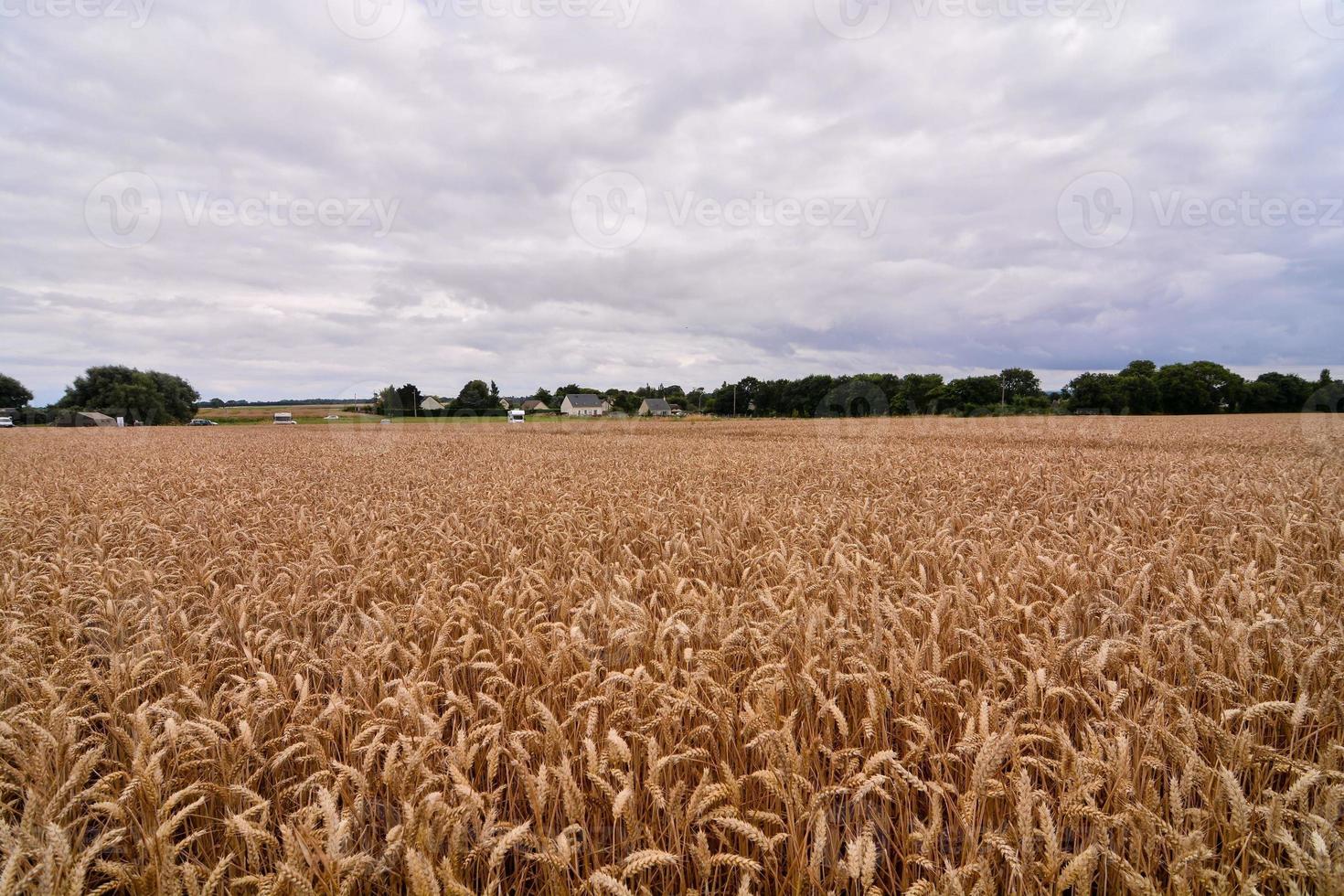 campo de trigo no verão foto