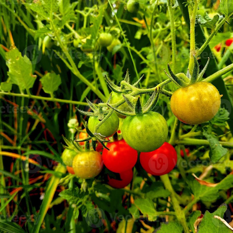 foto do verde tomates para vermelho com uma borrado fundo