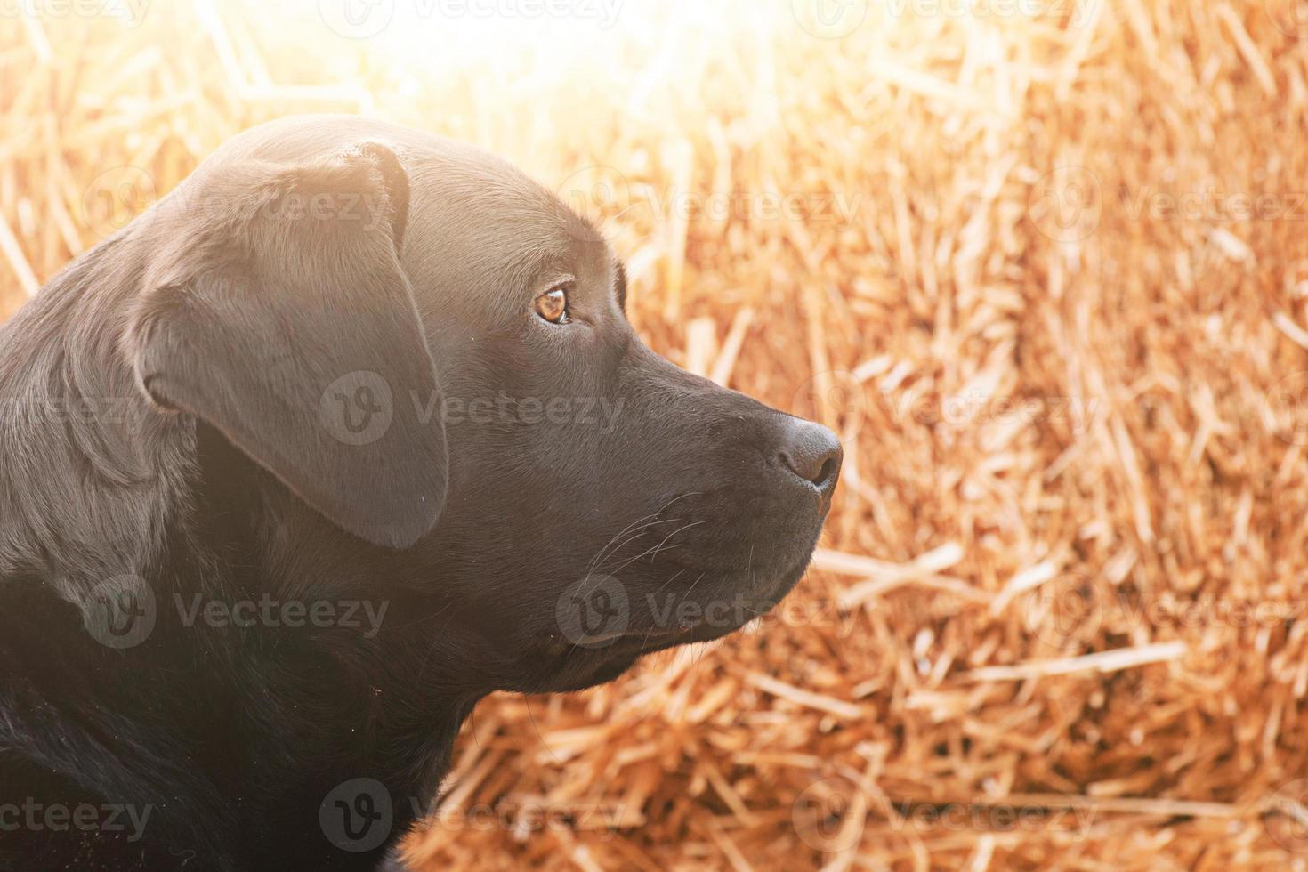 labrador retriever cachorro em uma fundo do feno. retrato do uma jovem cachorro. foto