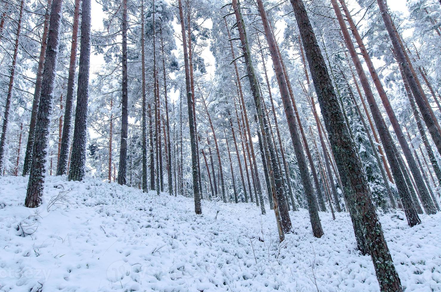 árvores cobertas de neve na floresta de inverno foto