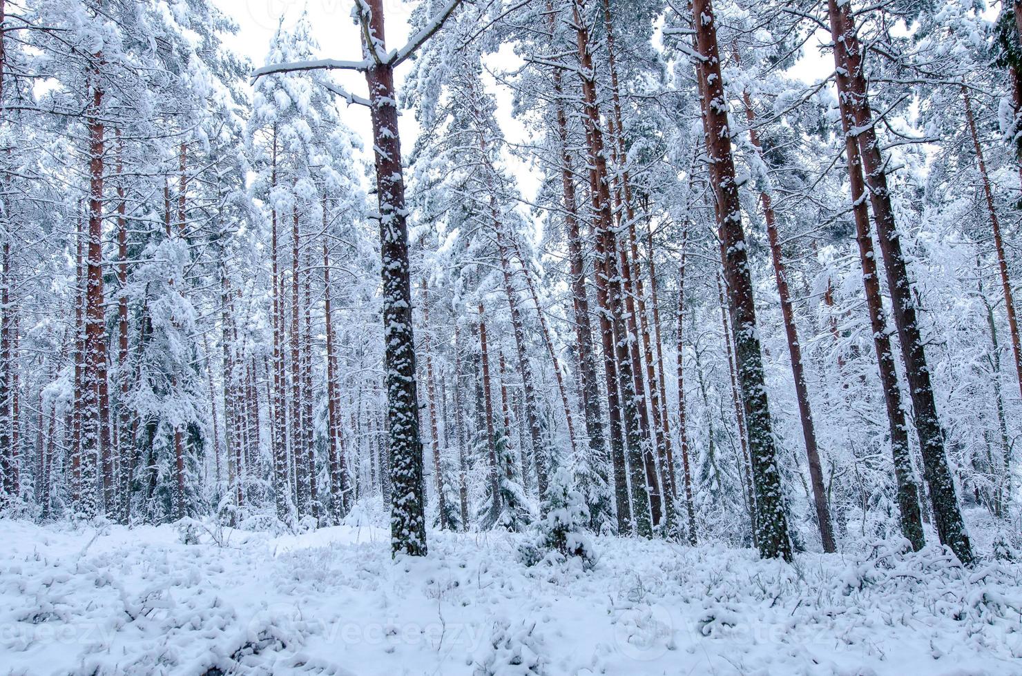 árvores cobertas de neve na floresta de inverno foto