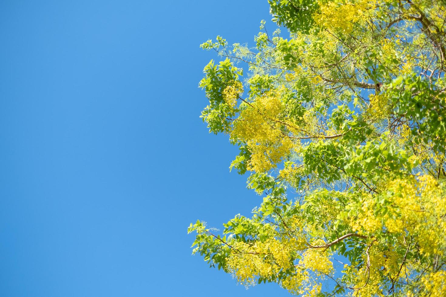 árvore de chuva dourada, flor nacional de fístula de cássia da Tailândia com fundo de céu azul foto