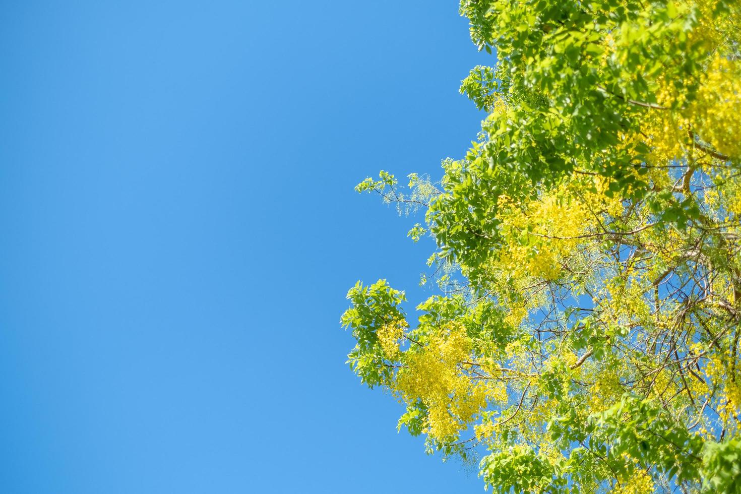 árvore de chuva dourada, flor nacional de fístula de cássia da Tailândia com fundo de céu azul foto