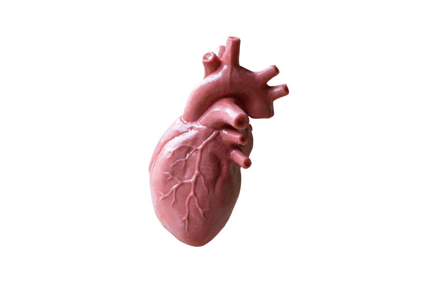 modelo anatômico de um coração humano isolado em um fundo branco foto