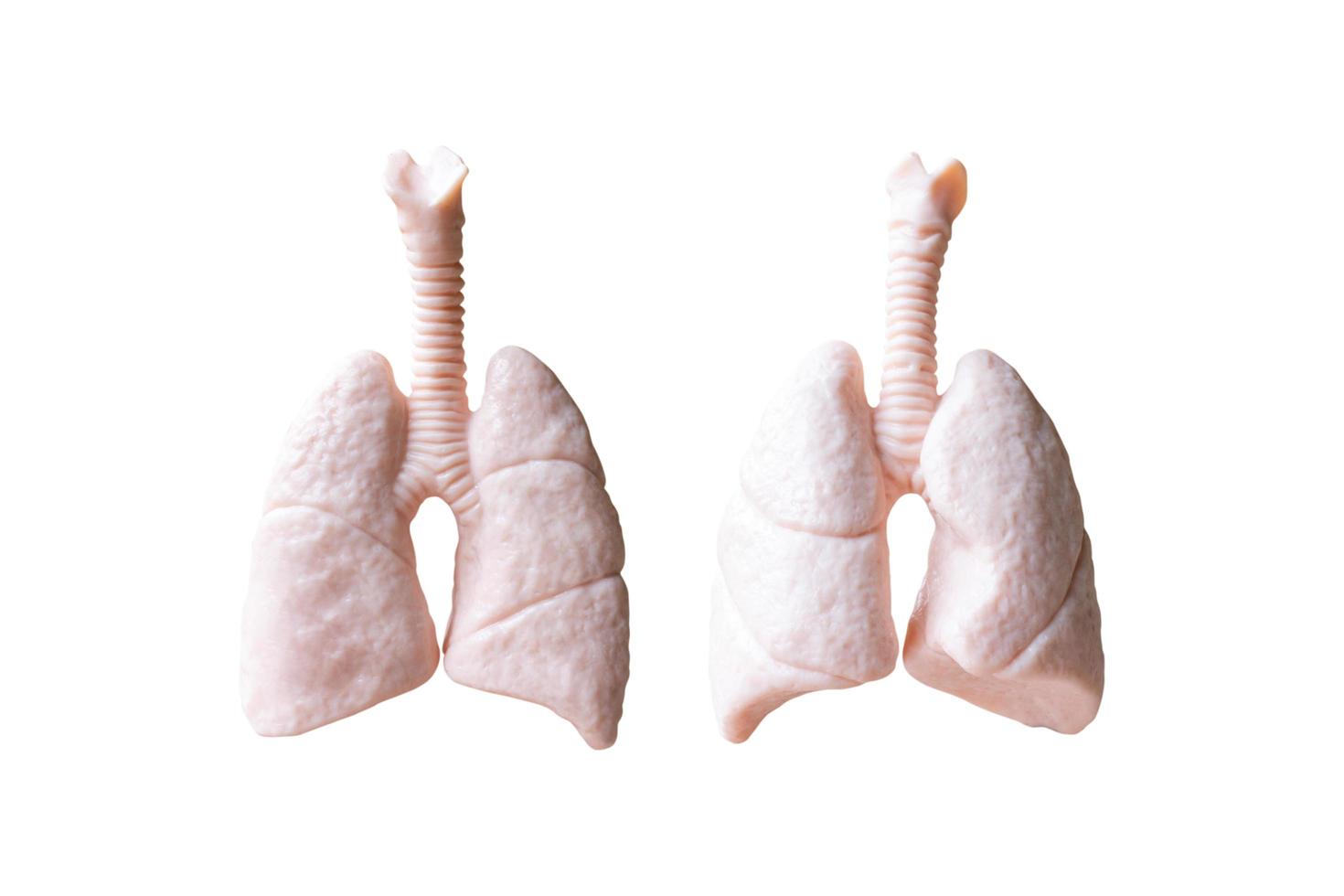 modelo anatômico de pulmão humano isolado em um fundo branco foto