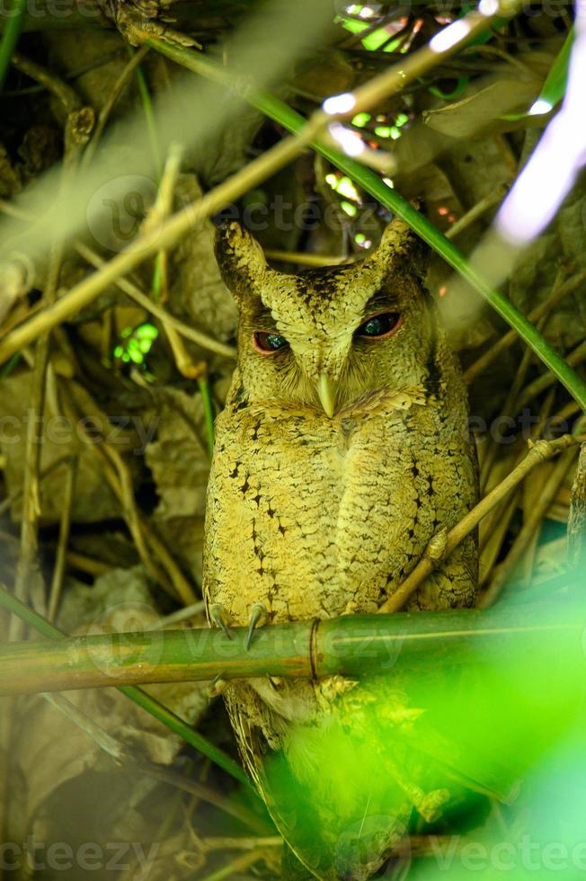 coruja em galho de árvore na floresta foto