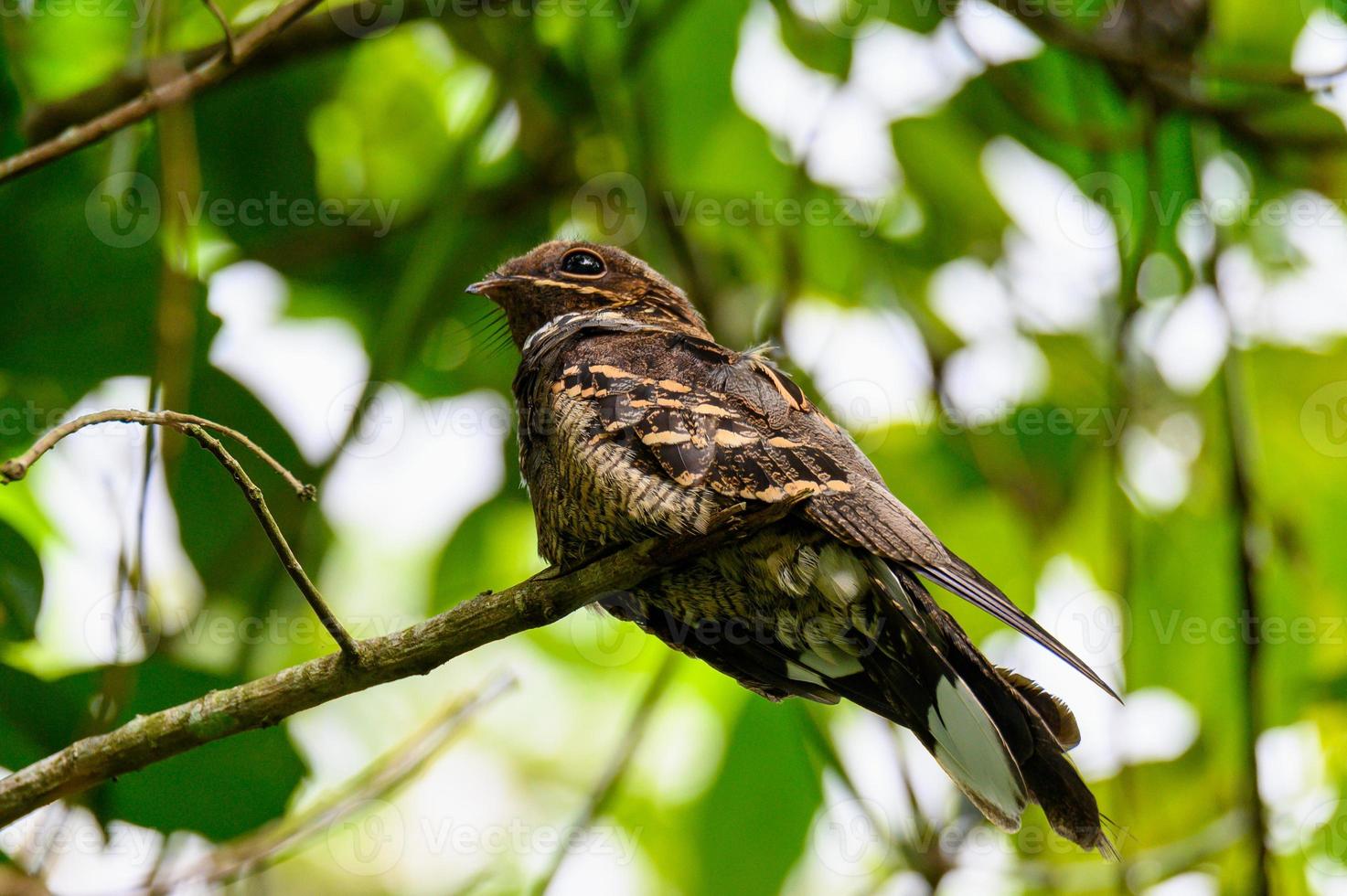 Pássaro nocturno de cauda grande em um galho de árvore na floresta foto