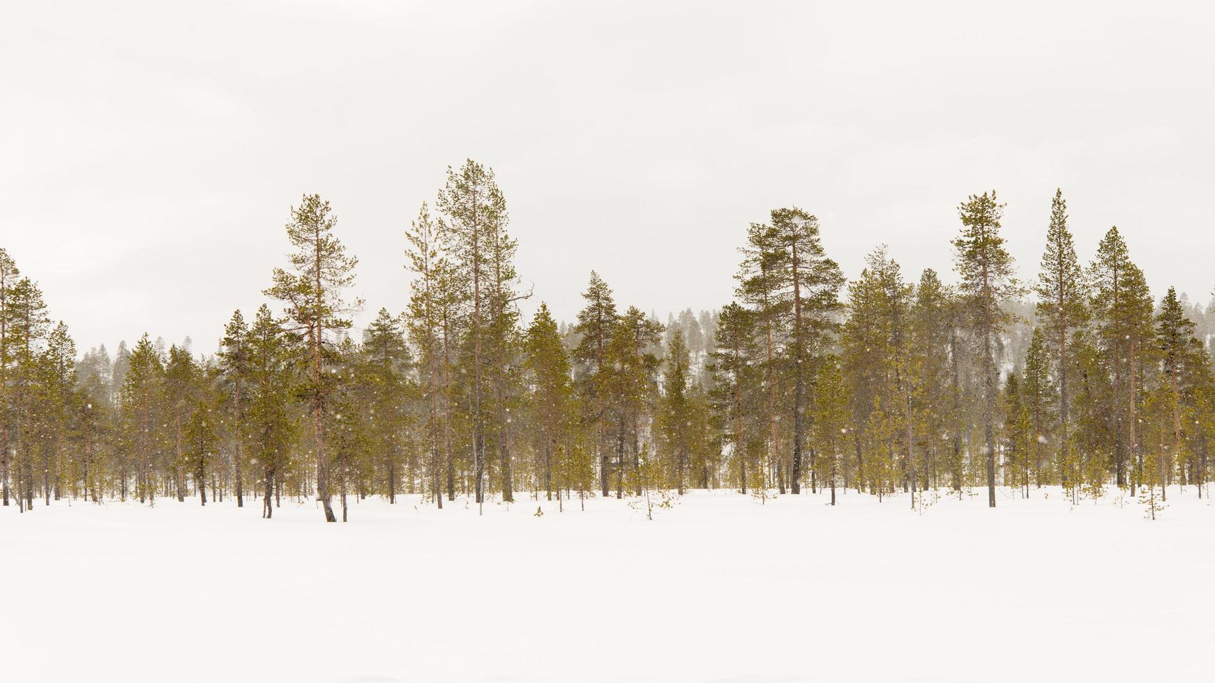 lindo panorama nevando sobre uma floresta dentro Lapônia foto