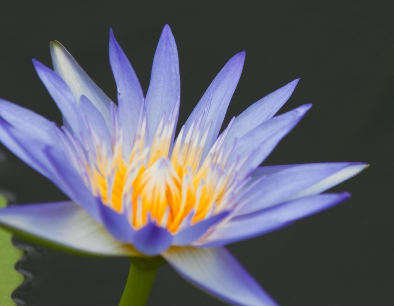 lótus flor, água lírio foto