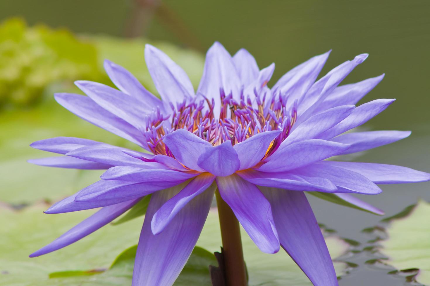 lótus flor, água lírio foto