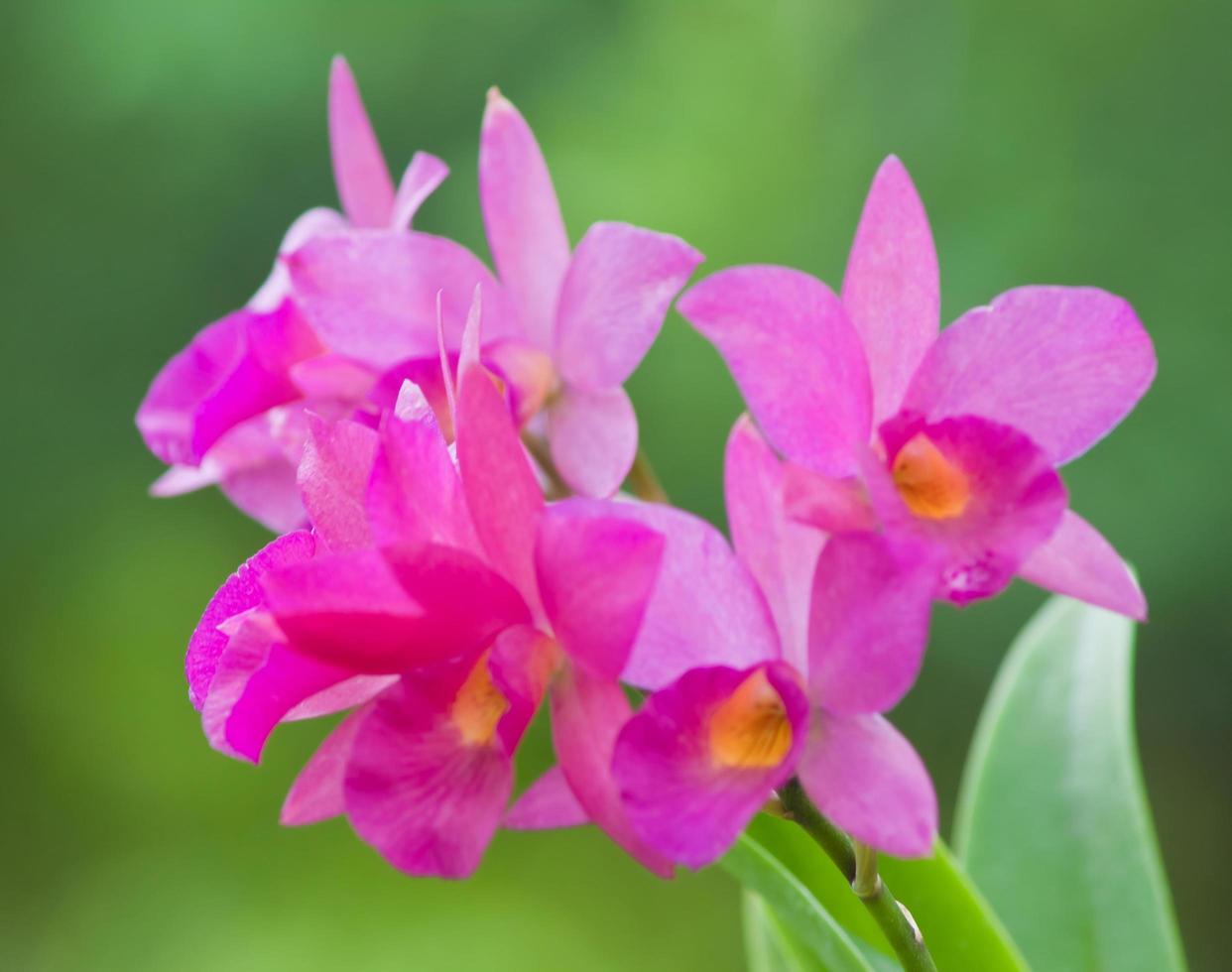 lótus flor, água lírio foto