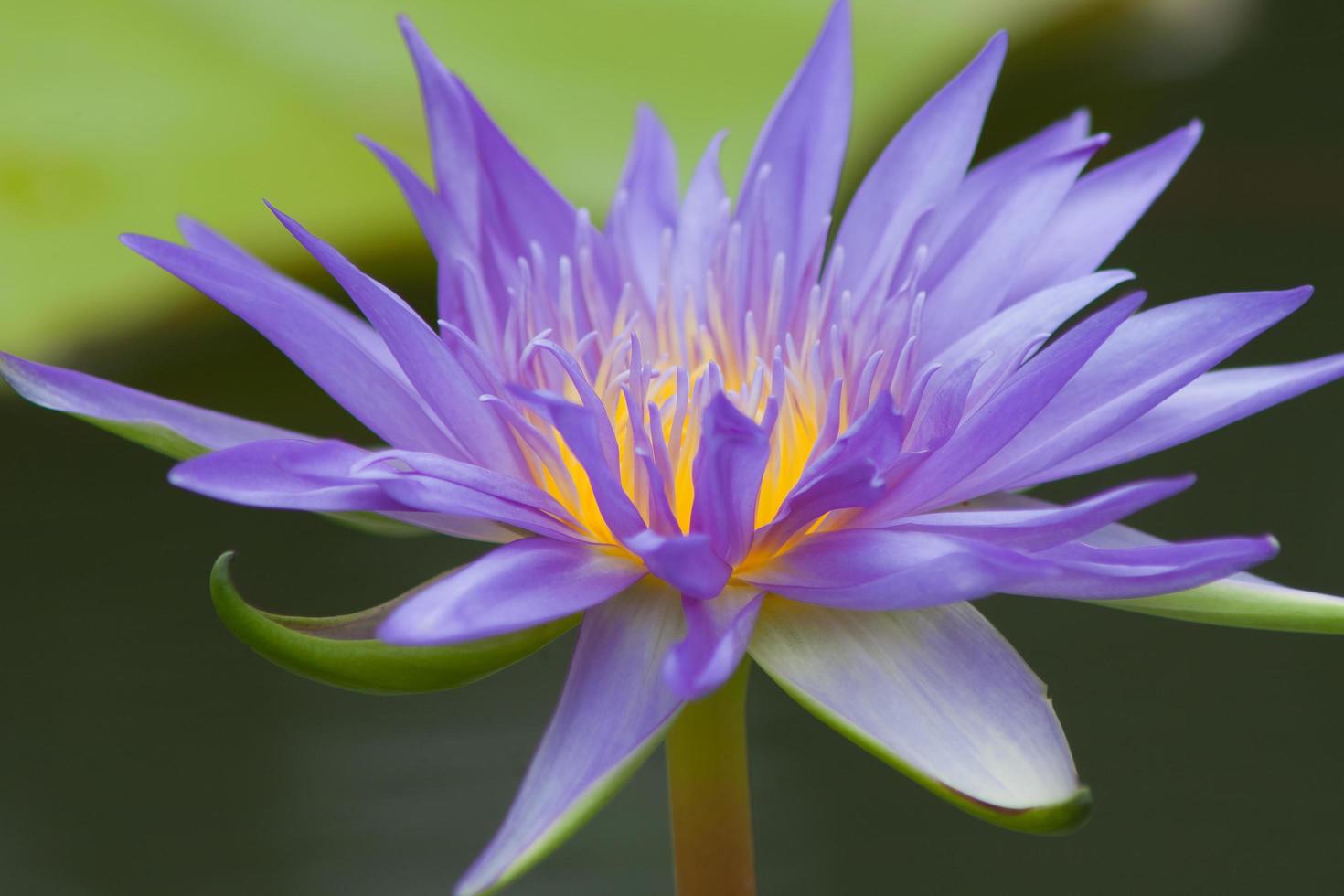 lótus flor, água lírio foto