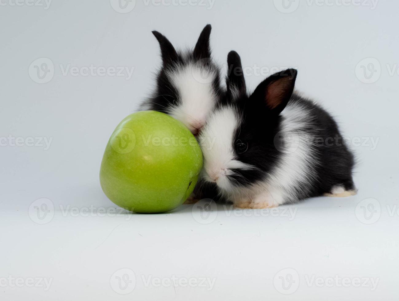 Coelho animal animal dois Coelho branco Preto cor mamífero bebê engraçado feliz jogar maçã verde branco isolar fundo cópia de espaço feliz Páscoa ovo Fazenda criança campo jardim zoológico mascote personagem doce feriado abril foto