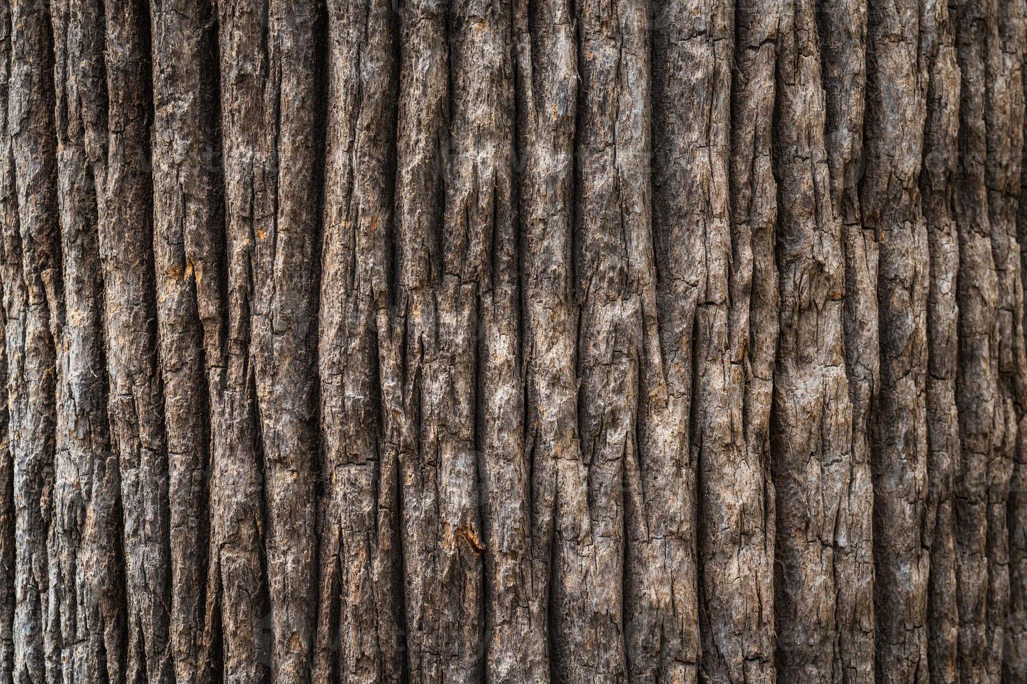 textura de casca de árvore grande foto