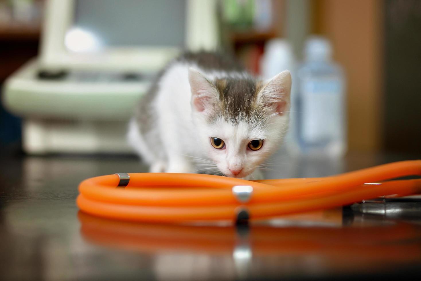 gatinho branco com um estetoscópio em um consultório veterinário foto