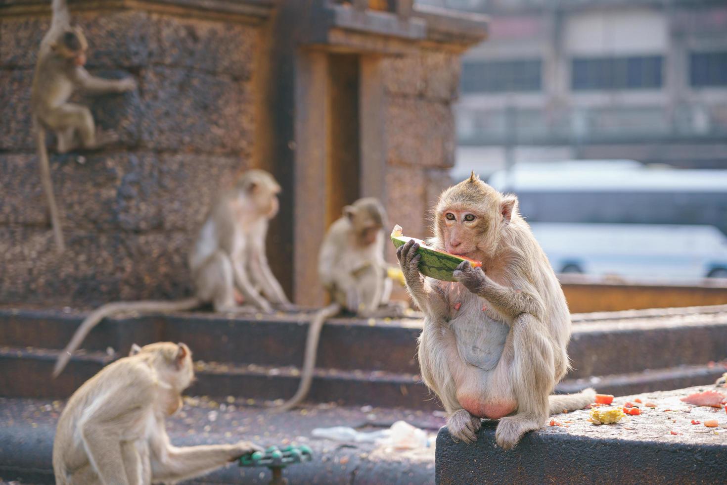 macaco comedor de caranguejo comendo frutas em lop buri, tailândia foto