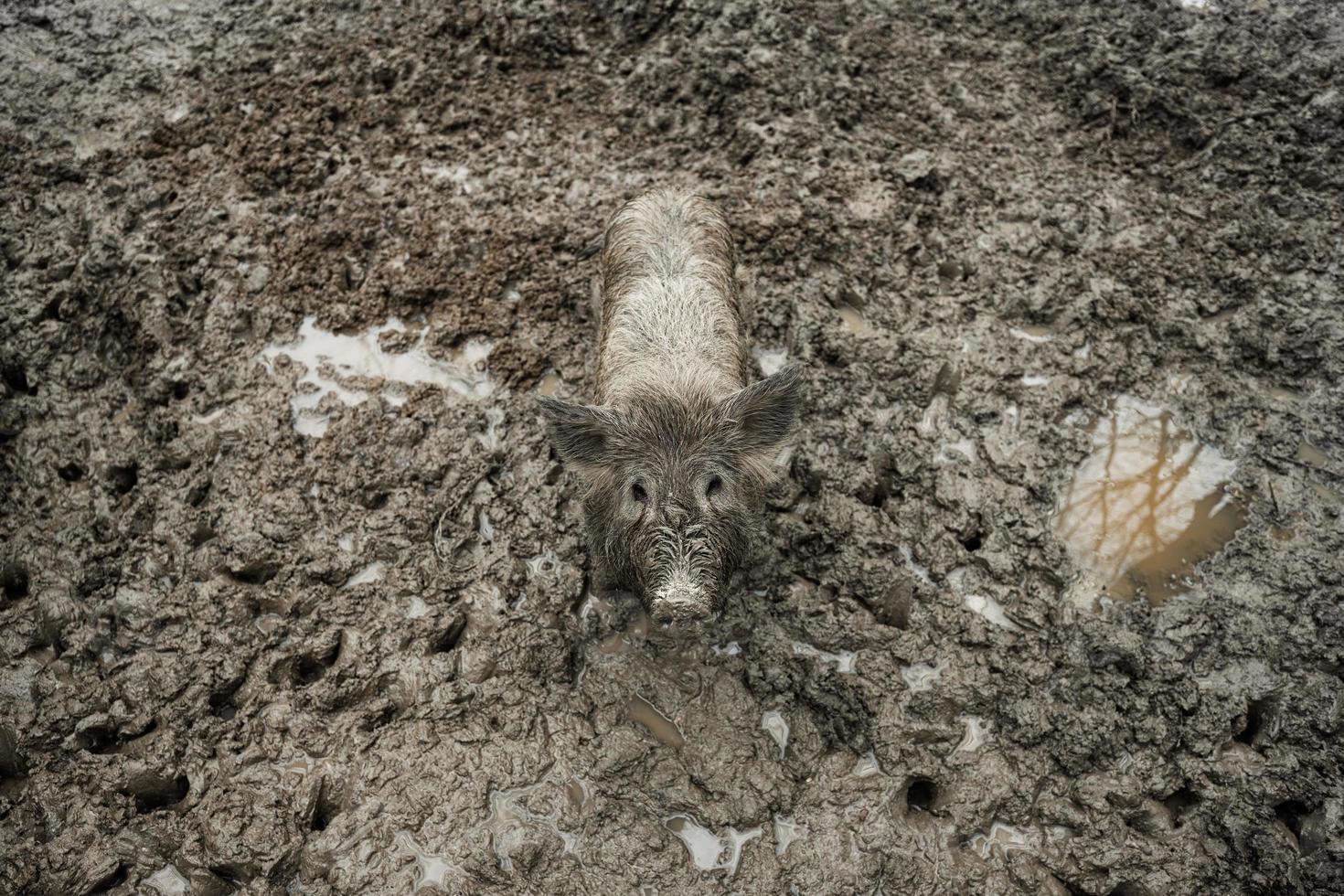 sujo javali selvagem porco dentro a lama. foto