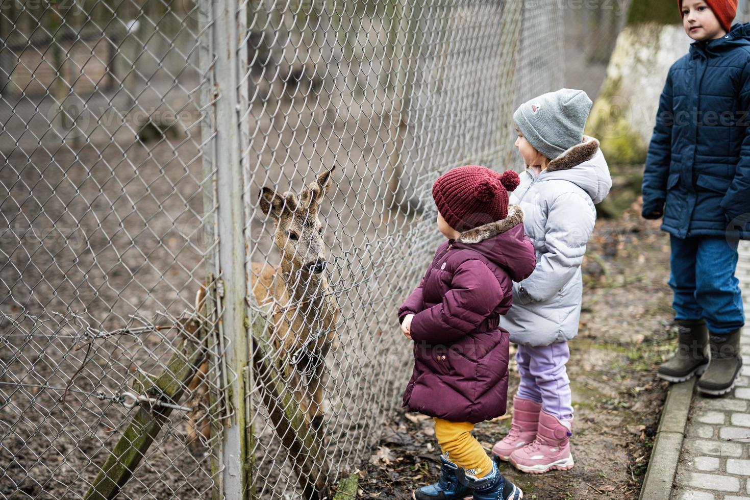 crianças alimentando veado dentro uma acariciando jardim zoológico Fazenda. foto