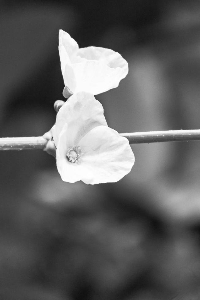 equinodoro paleólio flor dentro a jardim foto