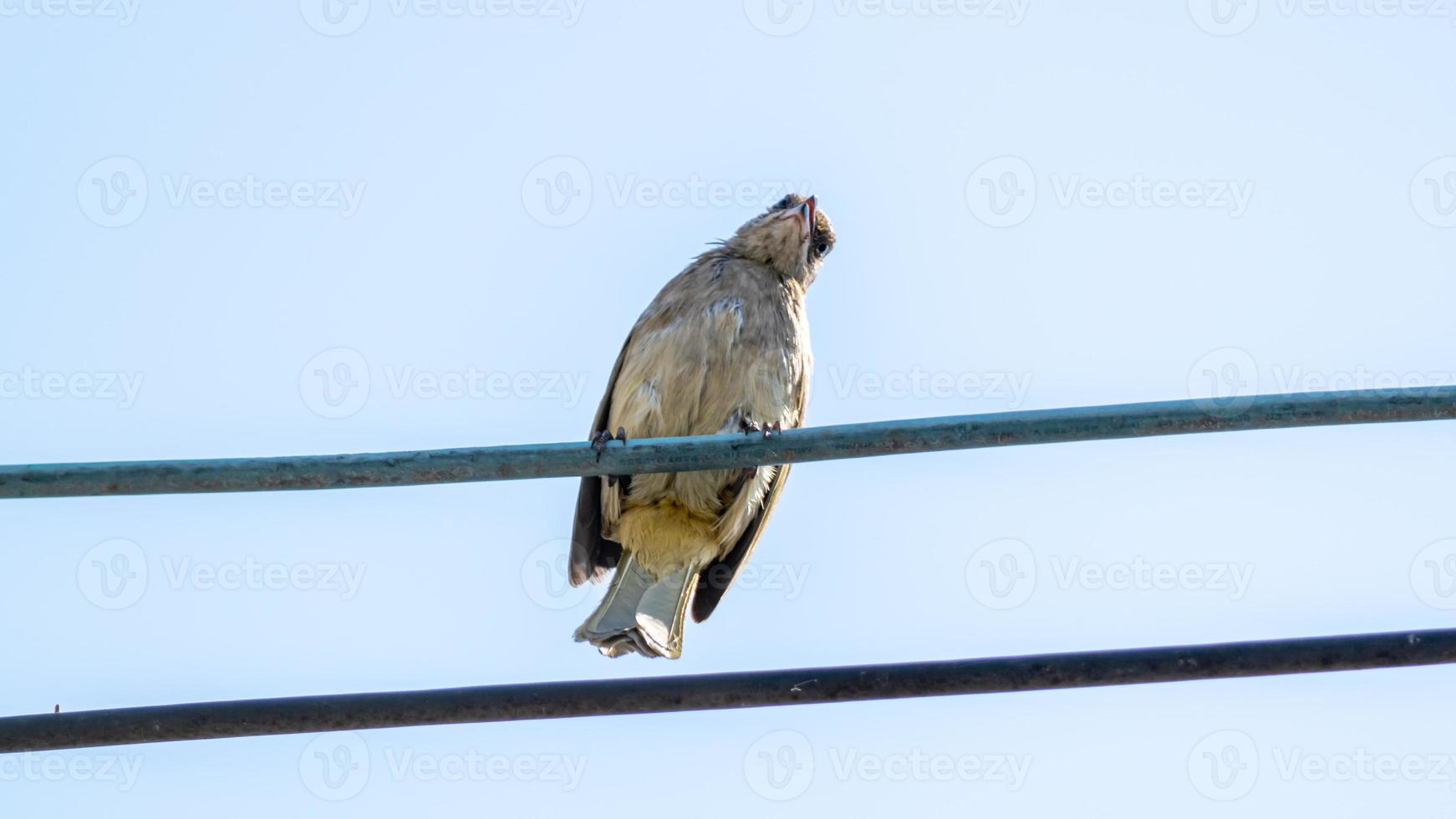 bulbul orelhudo raiado empoleirado no fio foto