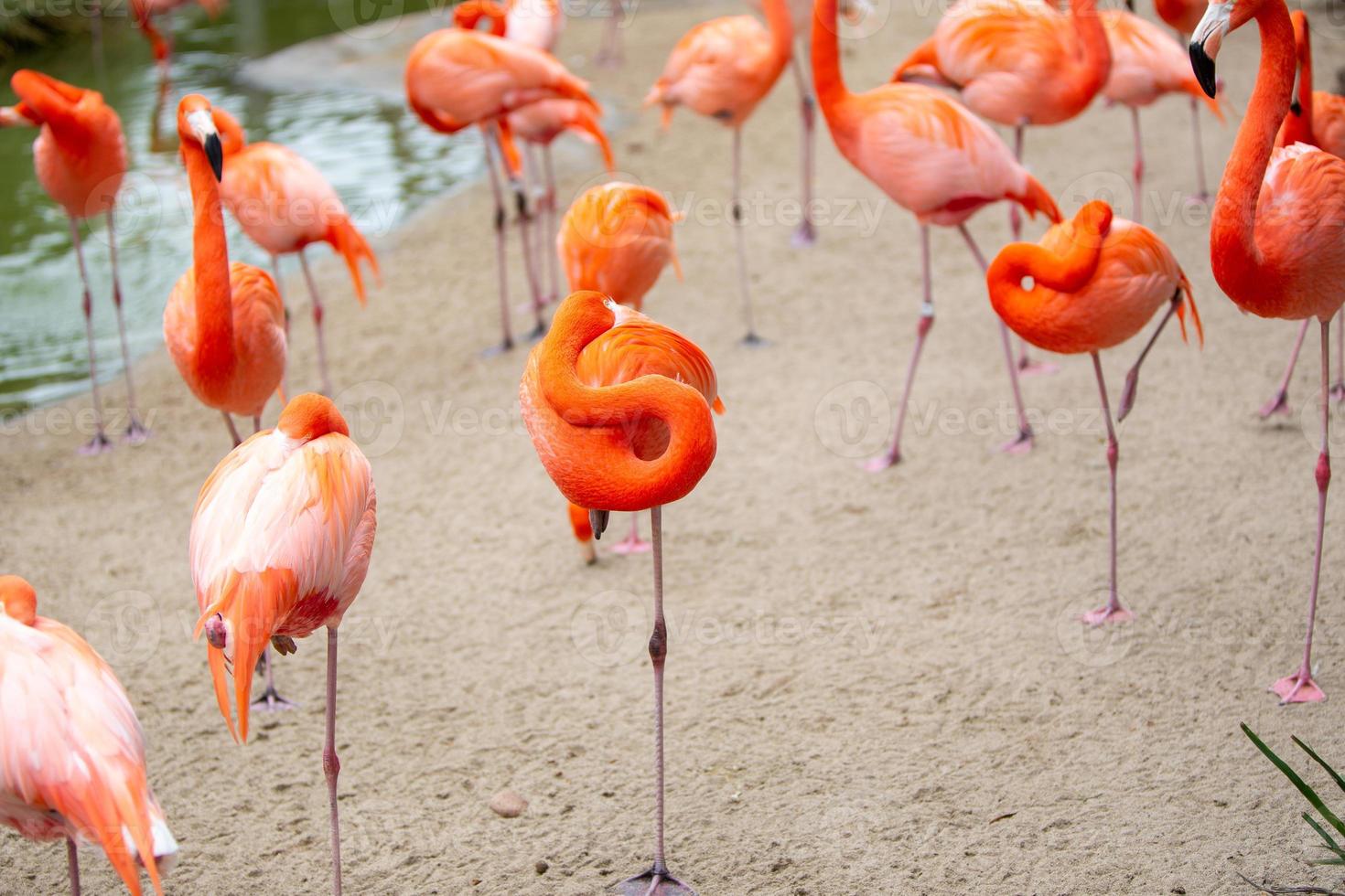 bando de flamingos foto