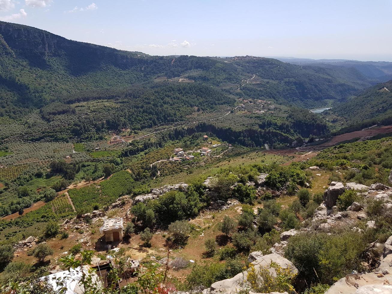 floresta árvores panorama lindo fundo Alto qualidade foto