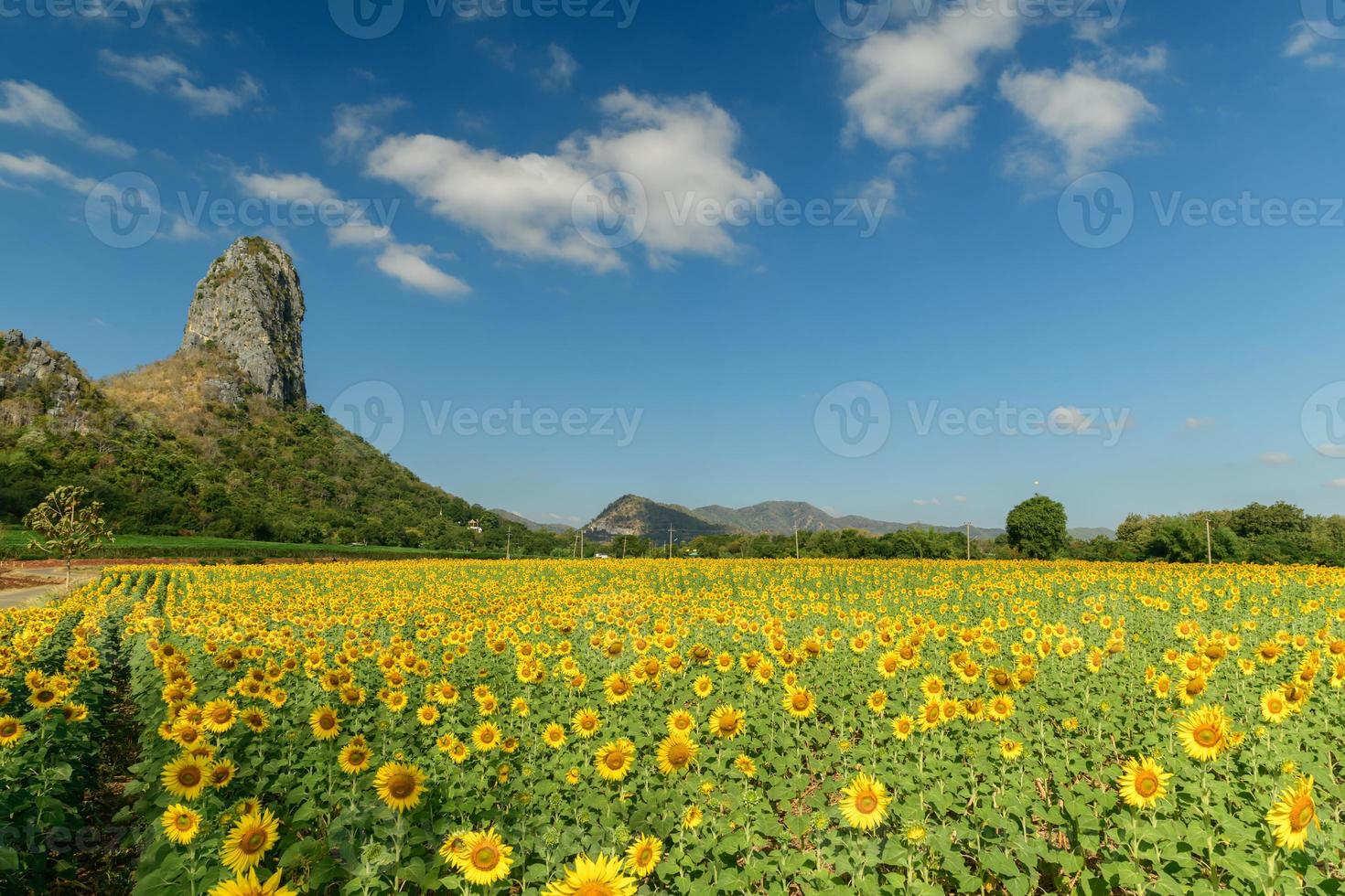 girassóis é florescendo dentro a girassol campo com grande montanha e azul céu fundo. foto