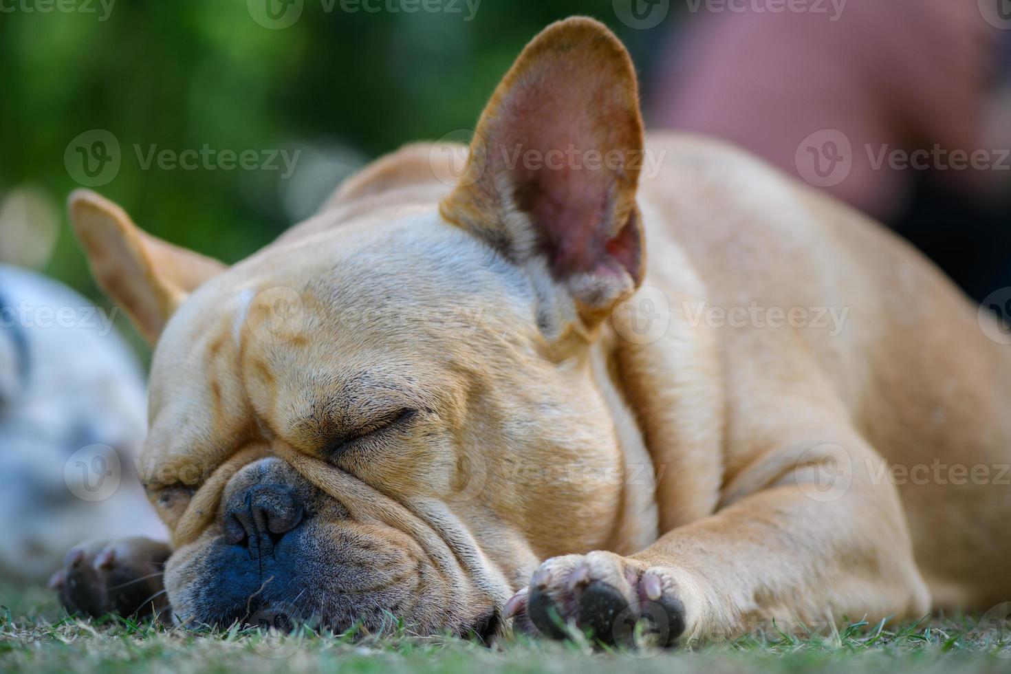 francês buldogue dormindo e ronco alto foto