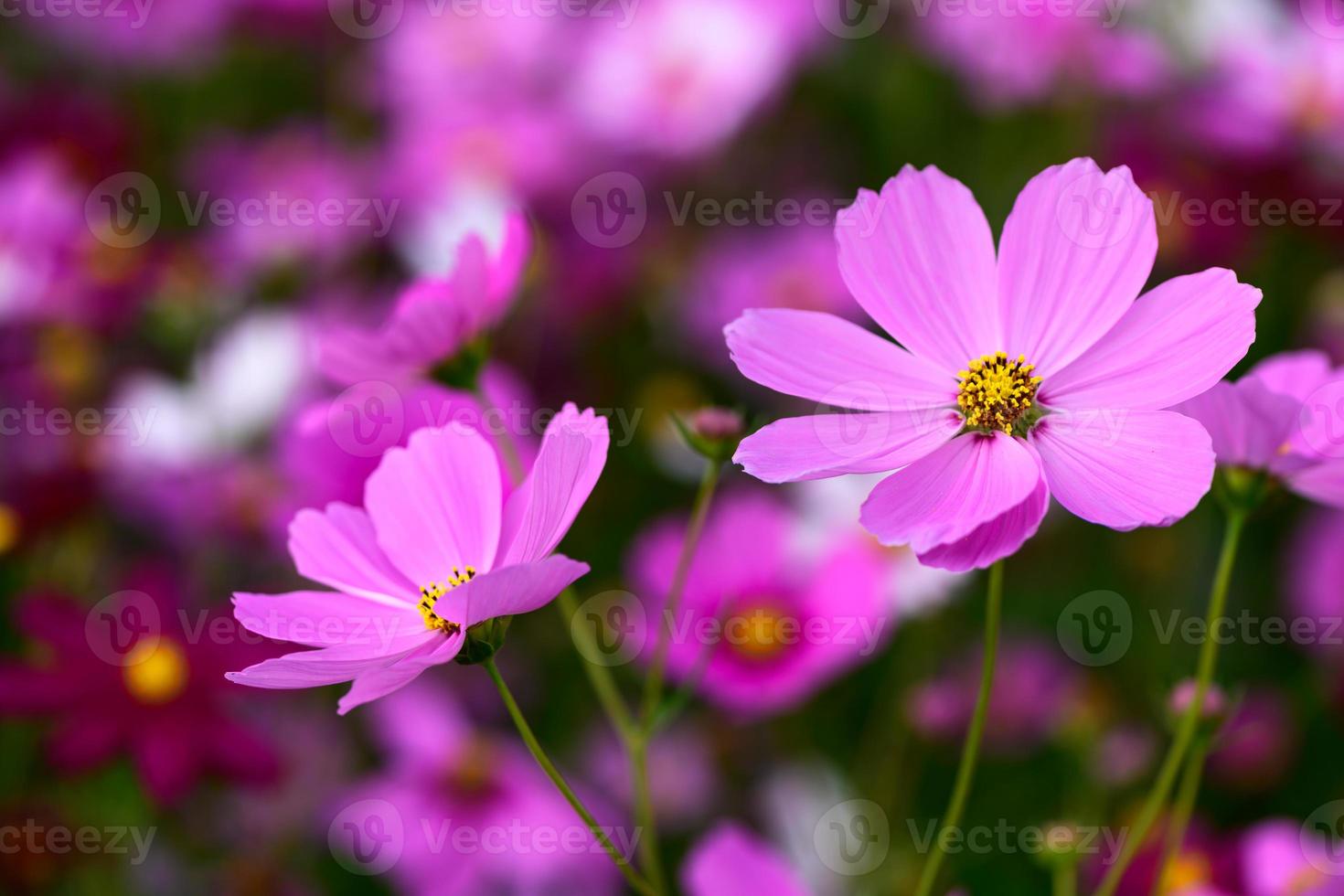 fechadas acima lindo Rosa cosmos flor dentro jardim, natureza flor foto