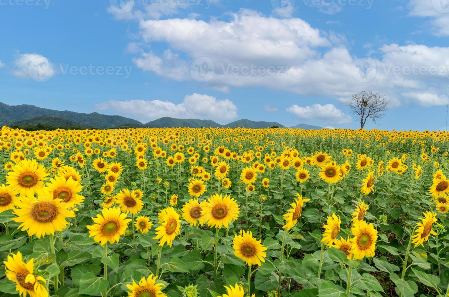 lindo girassol flor florescendo dentro girassóis campo com branco nublado e azul céu. foto