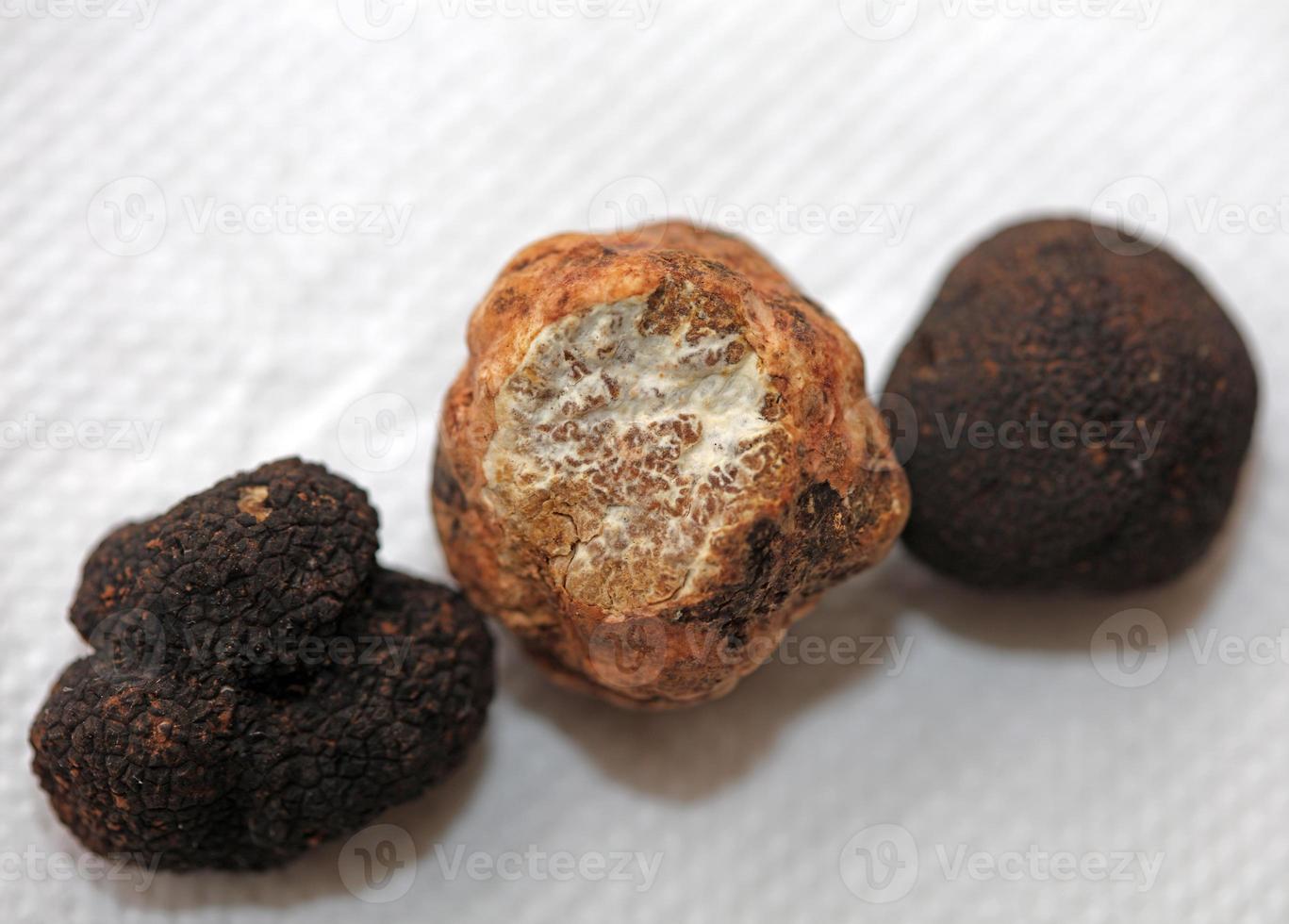 branco e Preto trufas cogumelo fechar acima fundo botânico impressões tubérculo magnatum aestivum família tuberaceae grande Tamanho Alto qualidade cenário foto