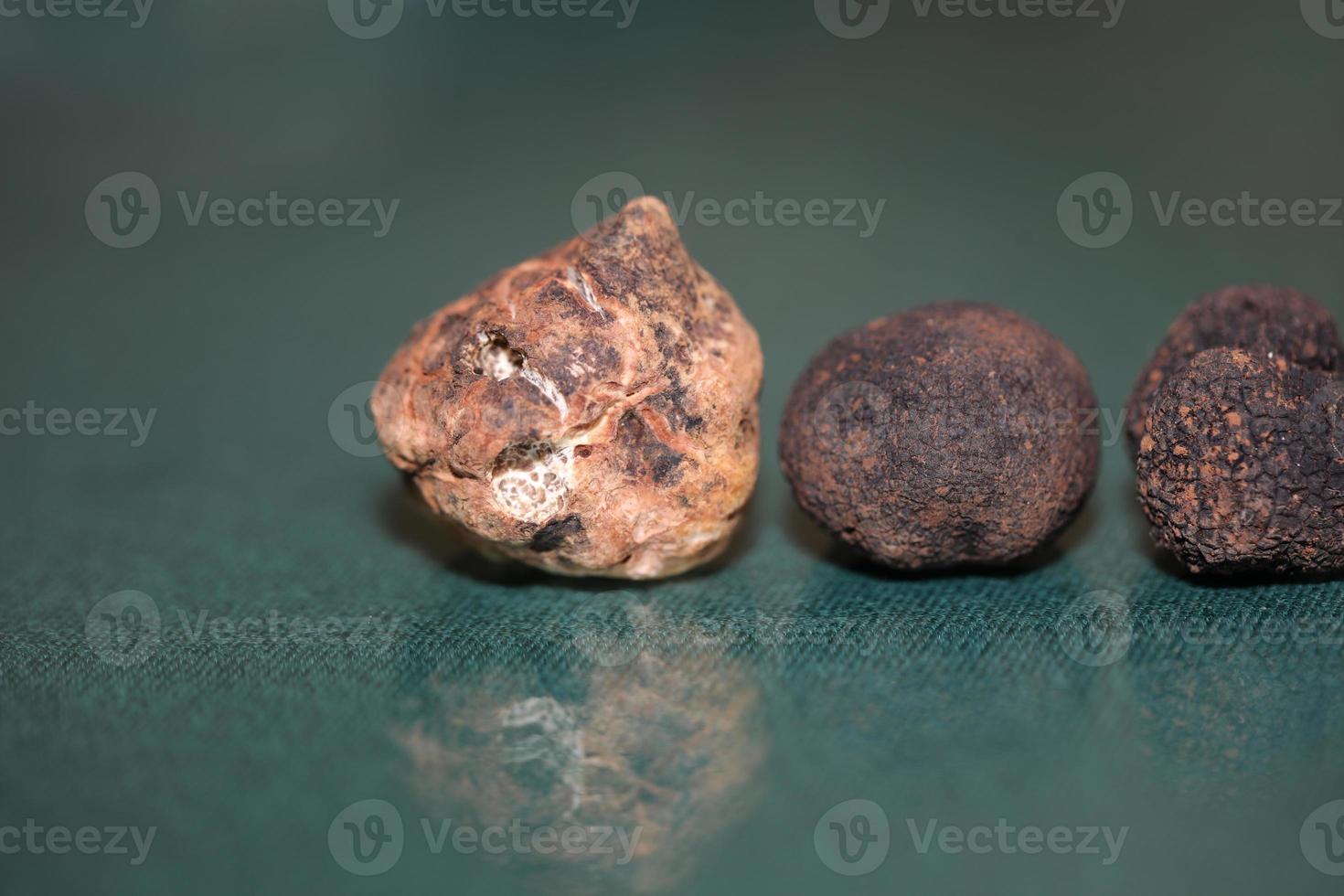 branco e Preto trufas cogumelo fechar acima fundo botânico impressões tubérculo magnatum aestivum família tuberaceae grande Tamanho Alto qualidade cenário foto